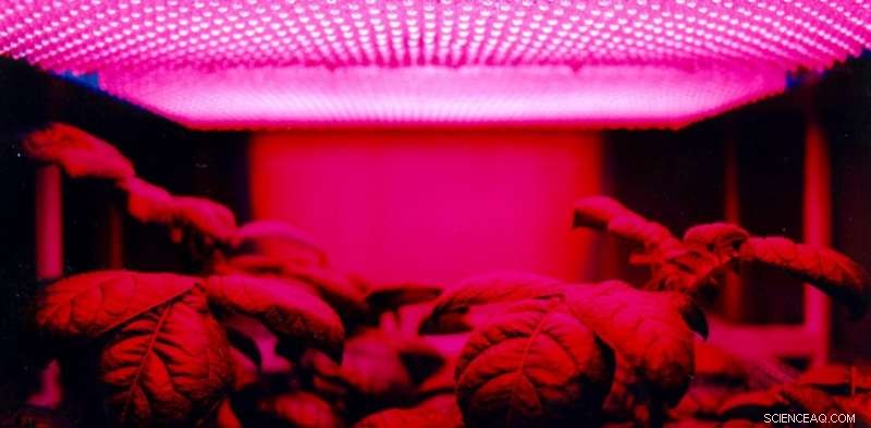 NASA Uses LED Lighting to Cultivate Plants in Space