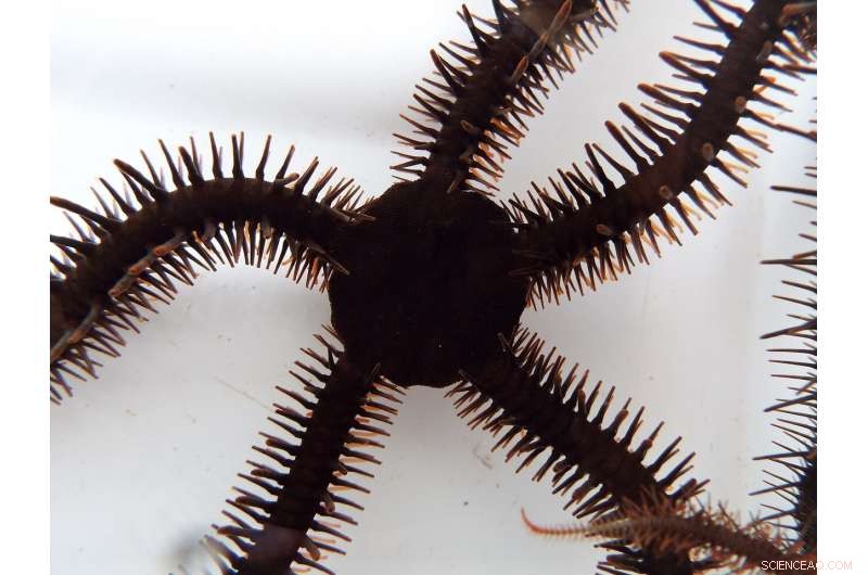 New Study Reveals Brittle Stars Use Skin to Detect Light, Navigating Coral Reefs