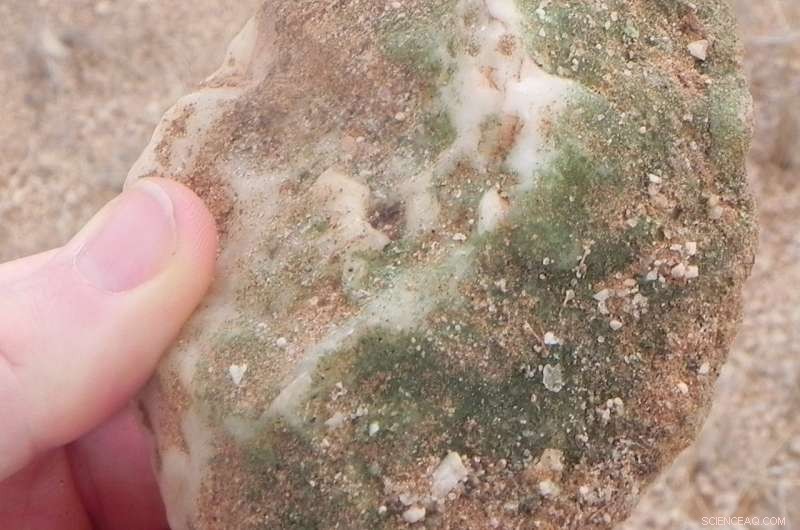 Desert-Dwelling Bacteria Reveal Clues About Mars’ Habitability