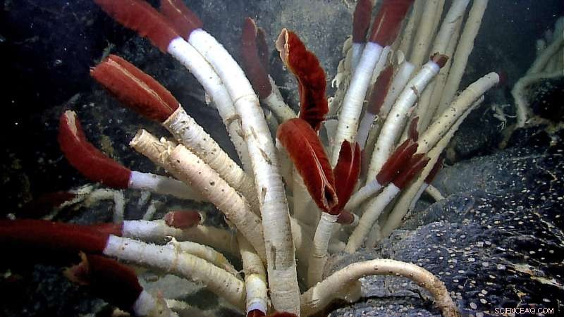 Can Shallow Biospheres Exist Beneath Ocean Moon Ice?