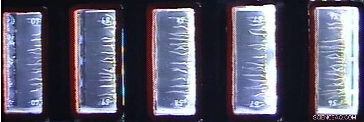 Simulating G-Force to Assess Mustard Seedlings  Gravity Perception