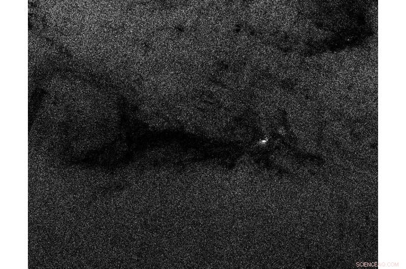 Astronomical Image: A Feline Form in Orion s Dark Nebula