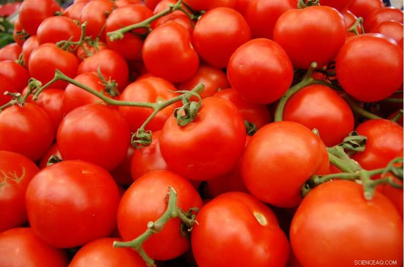 Mars Missions Boost Tomato Quality