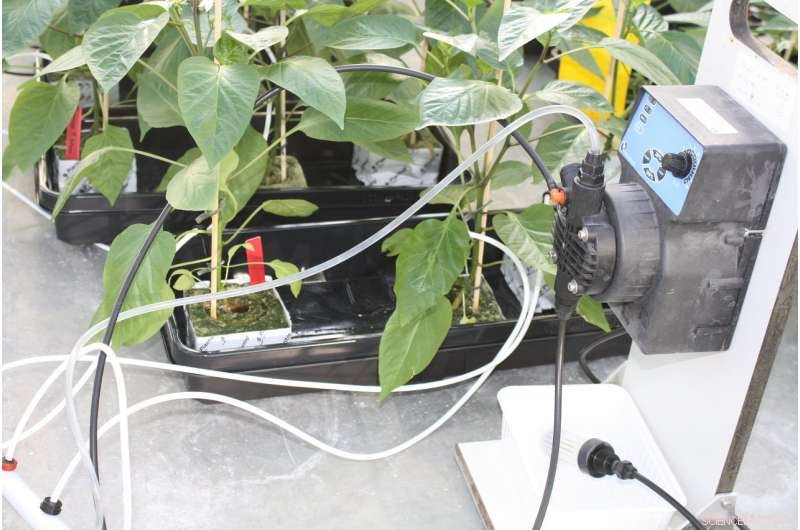 Mars Missions Boost Tomato Quality