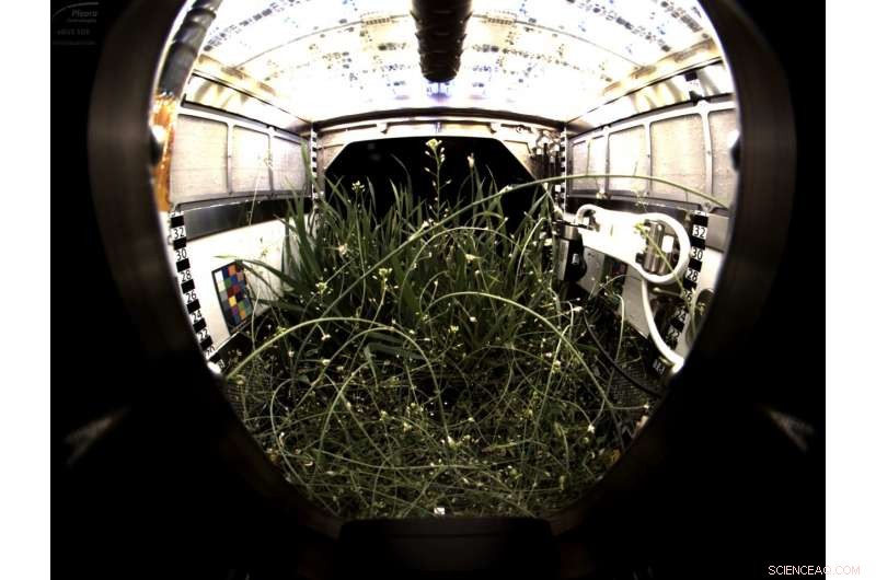 Advancing Space Plant Research: The Advanced Plant Habitat