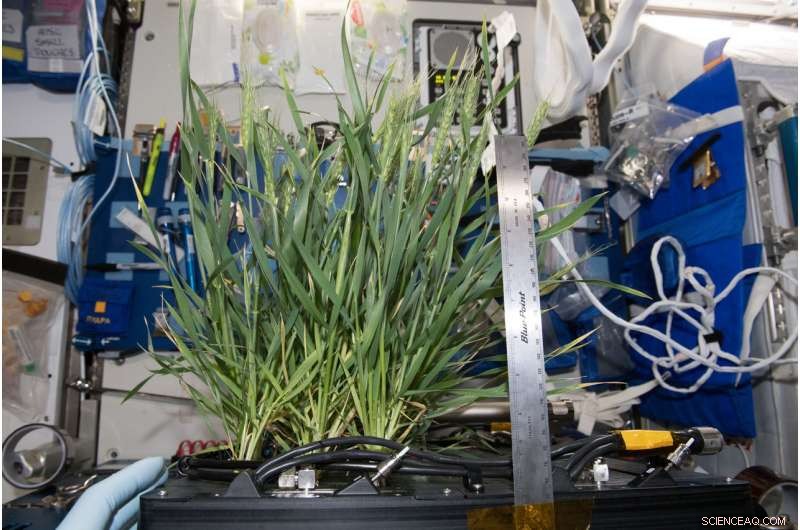 Advancing Space Plant Research: The Advanced Plant Habitat