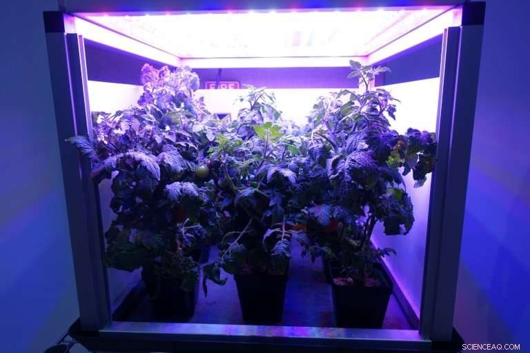 Space Gardening: Cultivating Humanity’s First Giant Leaf