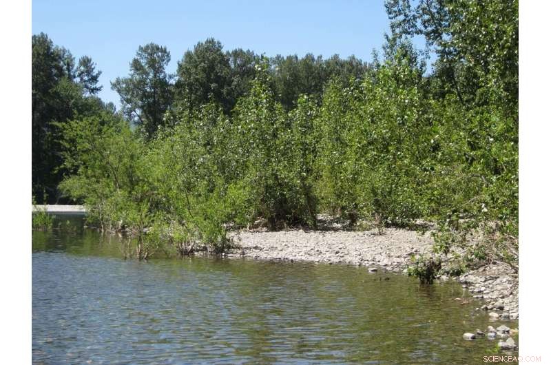 Growing Broccoli in Space: Probiotics May Enhance Microgravity Crop Yields