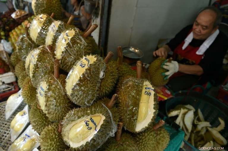 Thailand Launches Durian into Space, Showcasing Southeast Asia’s Iconic Fruit