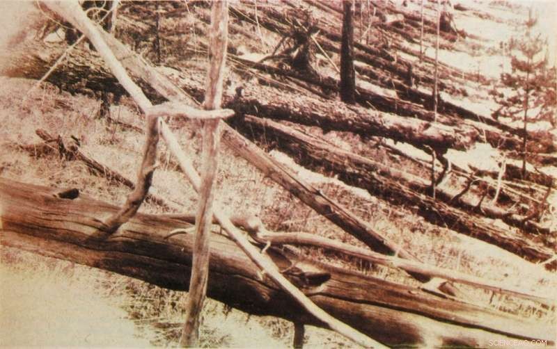 Tunguska Disaster: 1929 View of Fallen Trees 15 km from 1908 Meteor Explosion
