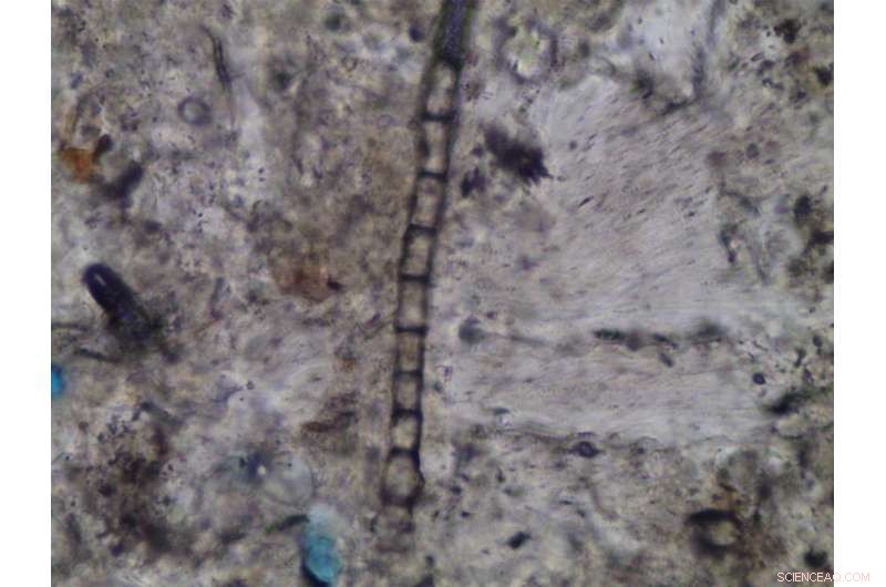 New Mars Findings: Organic Matter in Rock Chimneys May Unlock Life‑Searching Clues