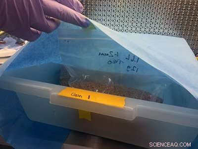 Space Agriculture Demystified: How Gravity Shapes Plant Growth