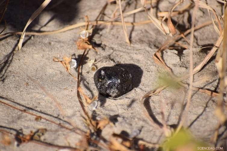 Botswana Meteorite Recovery Unveils New Insights into Space Origins