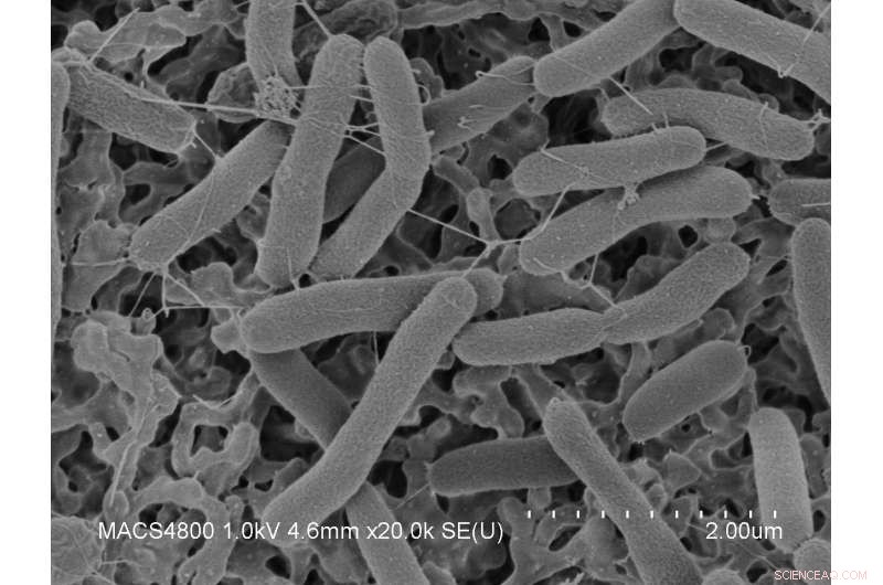 Shewanella in Space: Harnessing Microbial Nanowires for Microgravity Energy
