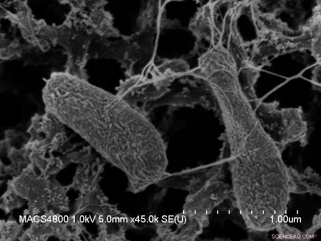 Shewanella in Space: Harnessing Microbial Nanowires for Microgravity Energy