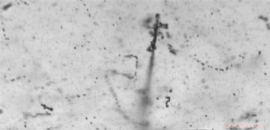 High-Altitude Balloon Telescope Sheds Light on Cosmic Gamma Rays