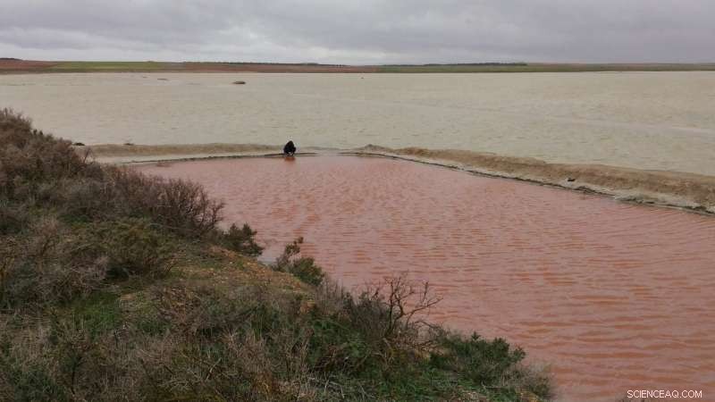 Candy-Pink Lagoon Reveals Salt‑Rich Habitat That Could Support Life on Mars