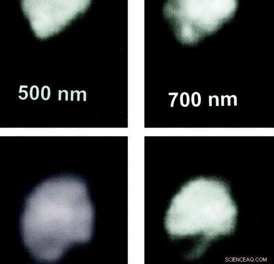 Asteroid 3 Juno: Prime Viewing Window this Week