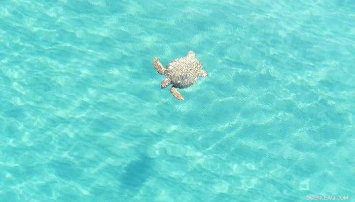 New Study Shows Drones Enhance Turtle Conservation Efforts