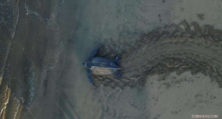 New Study Shows Drones Enhance Turtle Conservation Efforts