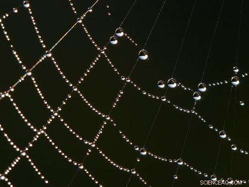 Bio‑Inspired Microrobots: From Robot Spiders to Swarms of Robotic Bees