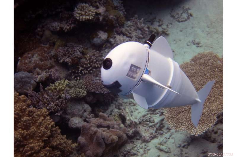 Soft Robotic Fish SoFi Glides Among Real Coral Reef Creatures