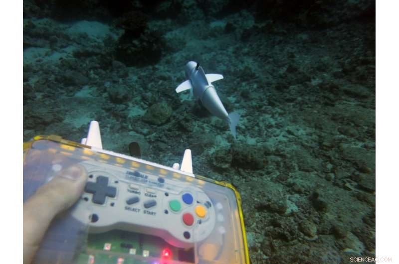 Soft Robotic Fish SoFi Glides Among Real Coral Reef Creatures