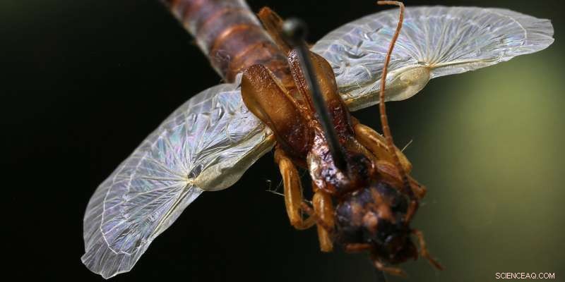 Earwig Wings Inspire 4D Origami Innovation at ETH Zurich