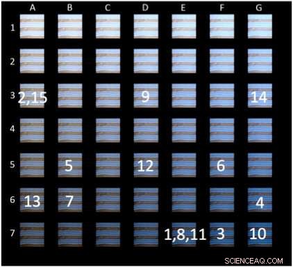 Innovative Algorithm Replicates Color Perception Variations in  The Dress  Image