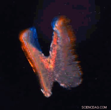 Heart‑Cell Biobot: A Biohybrid Butterfly That Flutters Like Nature