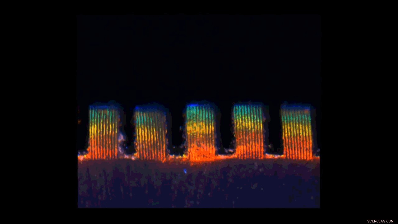 Heart‑Cell Biobot: A Biohybrid Butterfly That Flutters Like Nature
