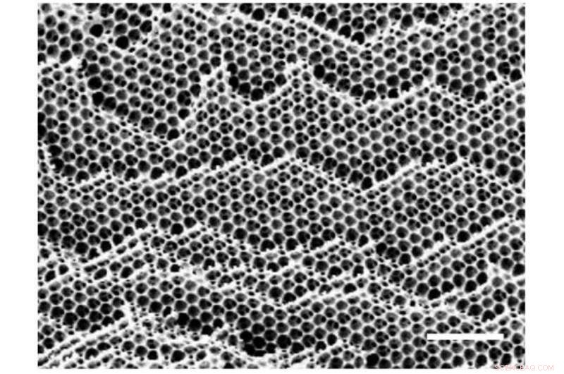 Heart‑Cell Biobot: A Biohybrid Butterfly That Flutters Like Nature