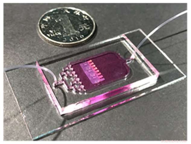 Heart‑Cell Biobot: A Biohybrid Butterfly That Flutters Like Nature