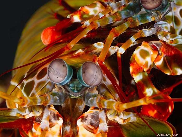 Nature-Inspired Underwater Geolocation: A Revolutionary Navigation Technique