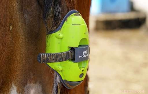 Farmers Harness AI to Monitor Cows: Enhancing Dairy Management