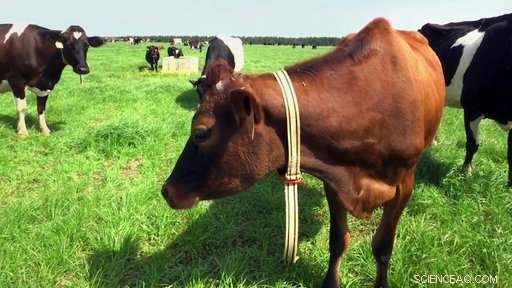 Farmers Harness AI to Monitor Cows: Enhancing Dairy Management