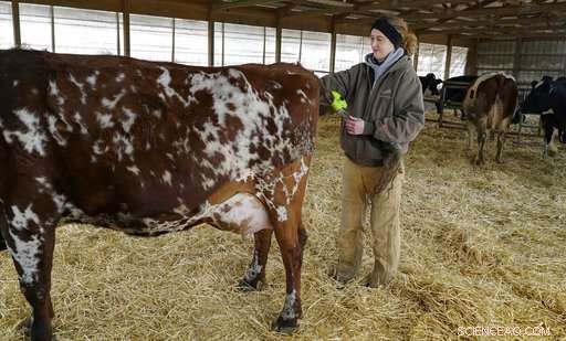 Farmers Harness AI to Monitor Cows: Enhancing Dairy Management