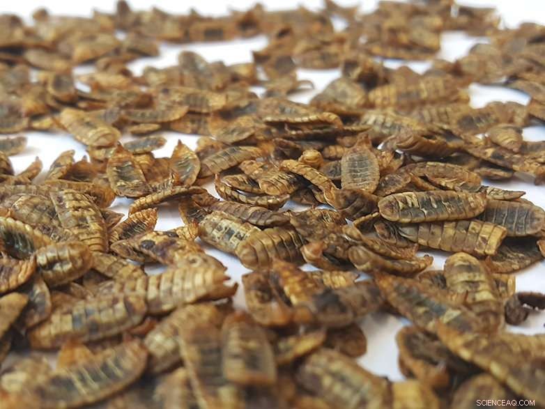 Profit from Biowaste: Turning Waste into Valuable Animal Feed