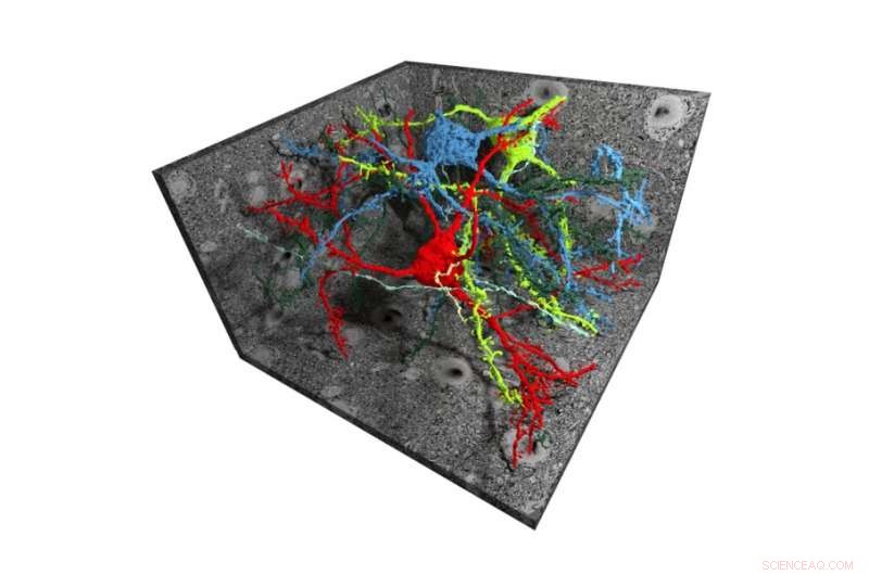 Simulating the Human Brain: Virtual Modeling of Neural Networks