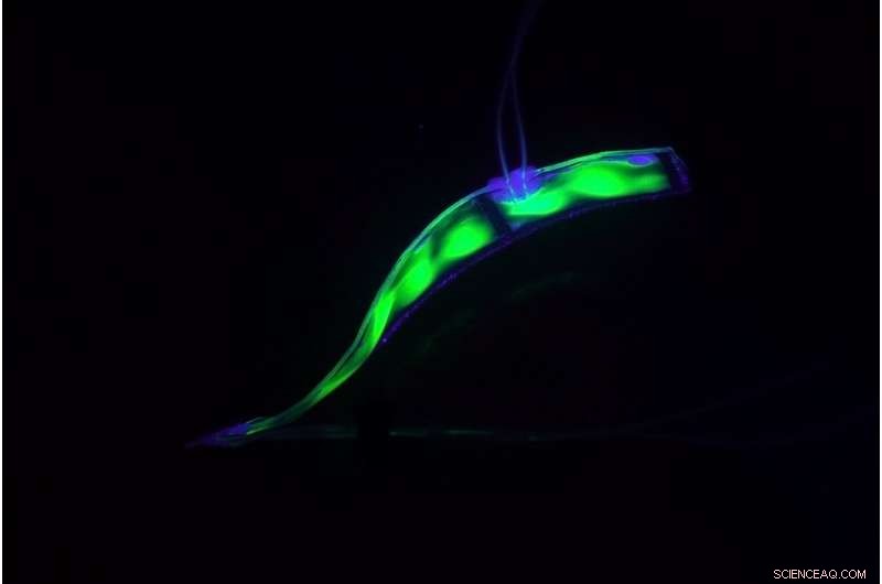 Transparent Soft Robot Mimics Eel, Swimming Quietly Beneath the Surface