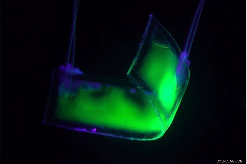 Transparent Soft Robot Mimics Eel, Swimming Quietly Beneath the Surface