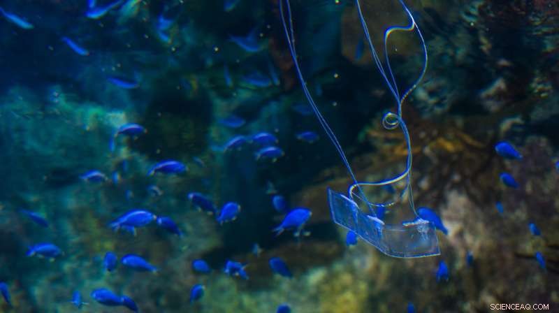 Transparent Soft Robot Mimics Eel, Swimming Quietly Beneath the Surface