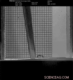 How Tiny Creatures Achieve the World’s Fastest Snaps, Jumps, and Punches