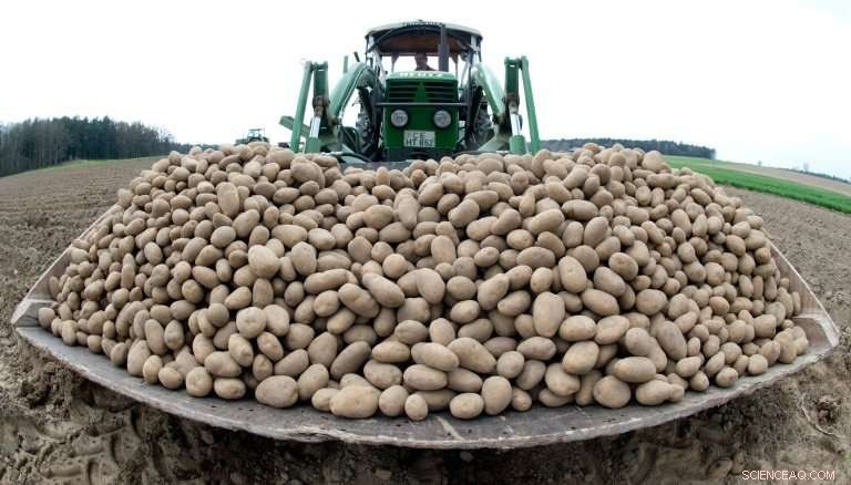 German Regulators Crack Down on Potato Packing Cartel, Impose Heavy Fine