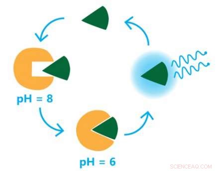 Algae Lighting: The Future of City Illumination