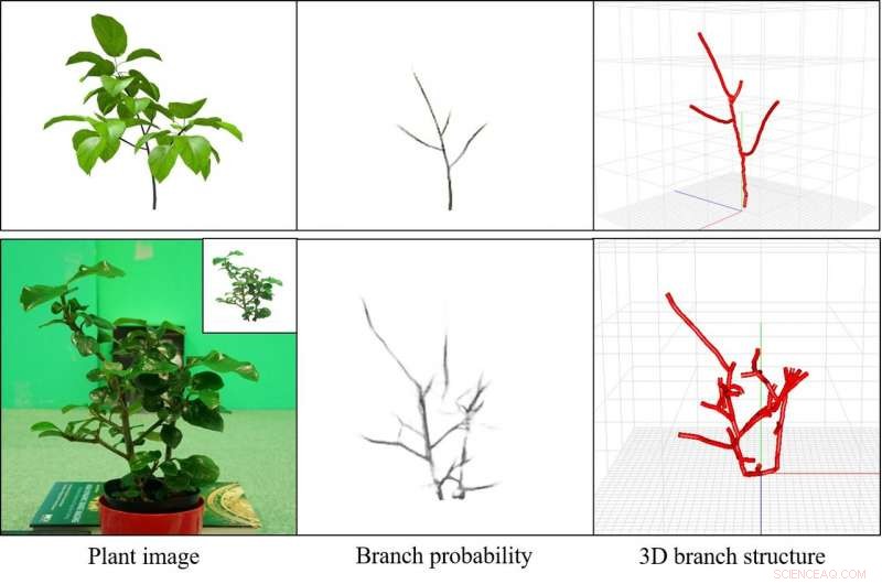 Revealing Hidden Tree Structures: Advanced Branch and Leaf Modeling for Fruit Quality