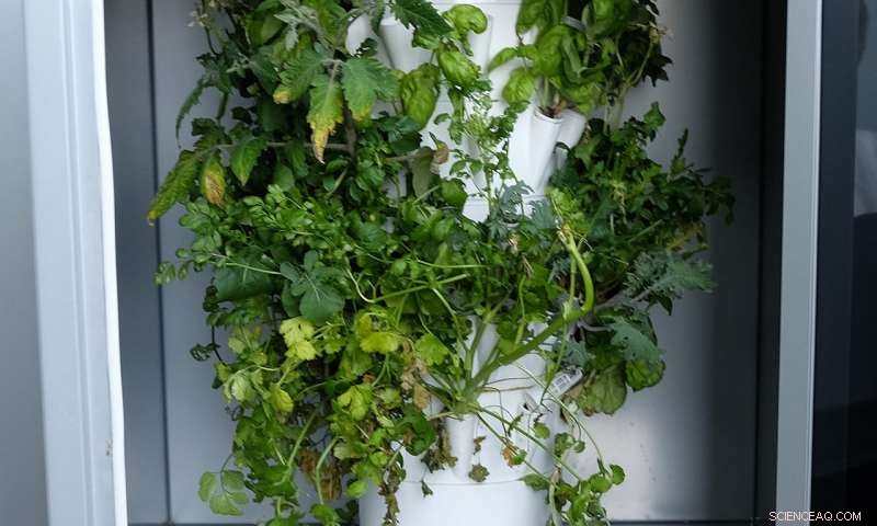 AI‑Powered Kitchen Greenhouses Deliver Fresher, Healthier Food