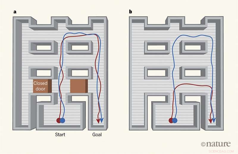 AI Learns to Navigate Mazes and Find Shortcuts, Breakthrough by UK Research Team