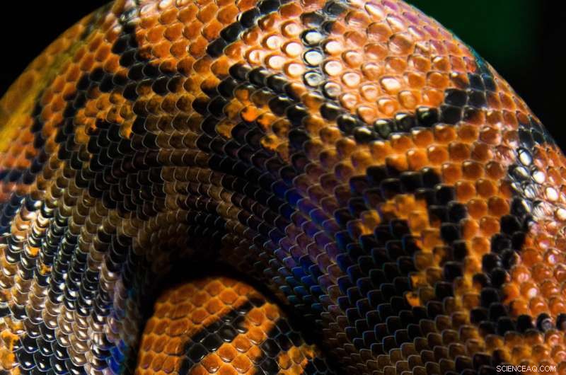 Harnessing Snake Biology to Revolutionize Engineering Friction Solutions