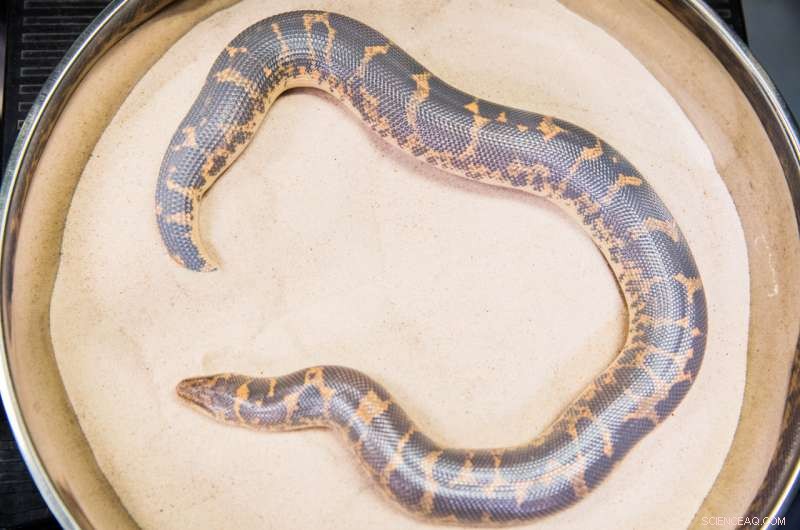 Harnessing Snake Biology to Revolutionize Engineering Friction Solutions